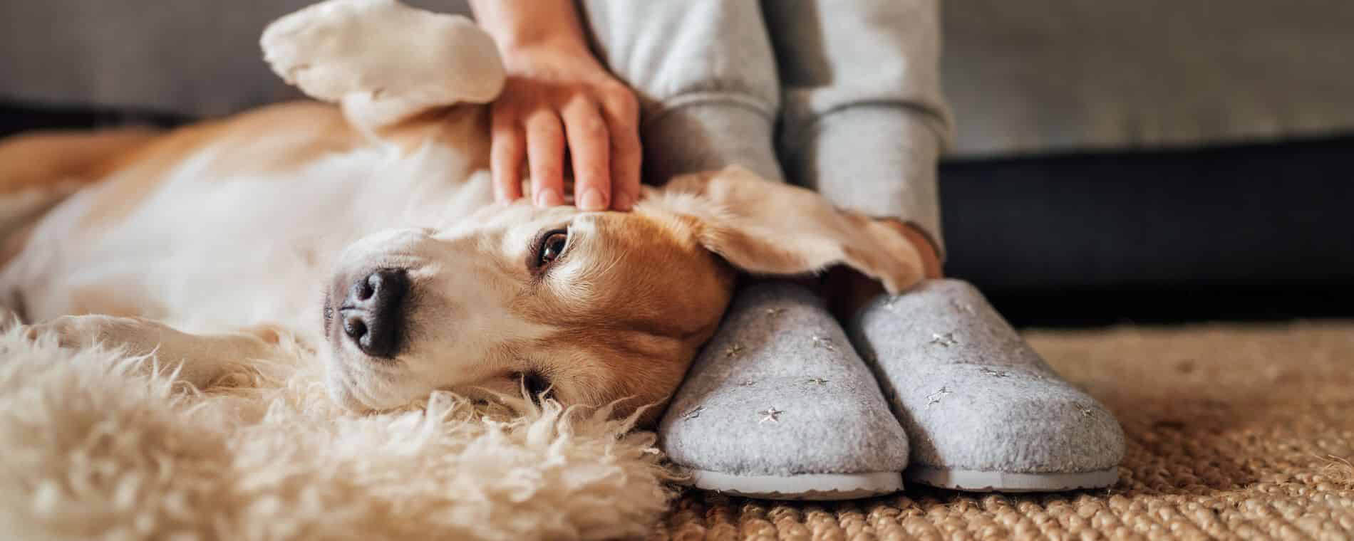 Dame met pantoffels aan knuffelt hond